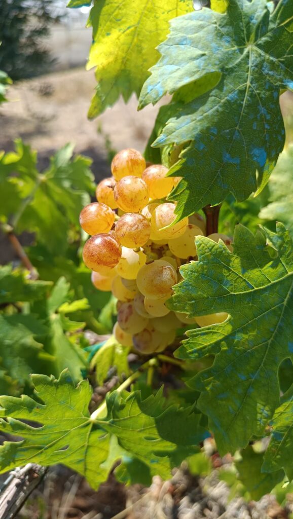 Moscato di Terracina